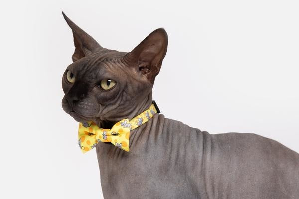 Little Kitty Cat Collar & Bow Tie Cheesin' Around - Premium halsband > kattenhalsband from Little Kitty - Just €9.99! Shop now at Frenkiezdogshop