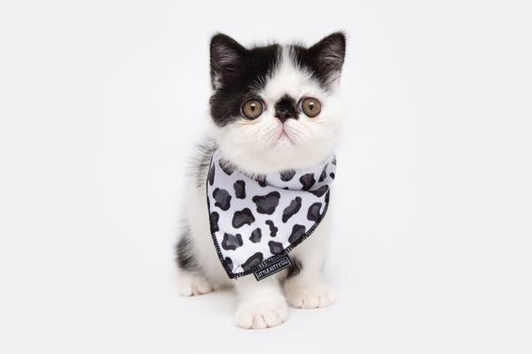 Little Kitty Cat Bandana Wild Cat - Premium Kattenkleding > bandana from Little Kitty - Just €8.99! Shop now at Frenkiezdogshop