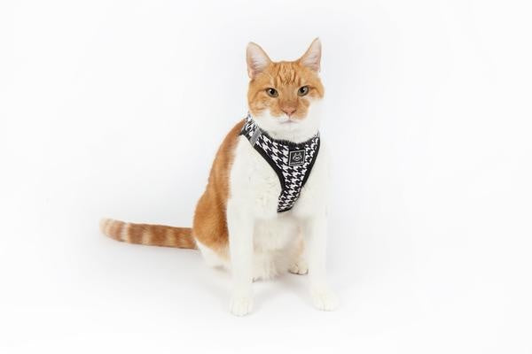 Little Kitty Cat Harness Catstooth - Premium Kattentuig > kattenharnas from Little Kitty - Just €19.99! Shop now at Frenkiezdogshop