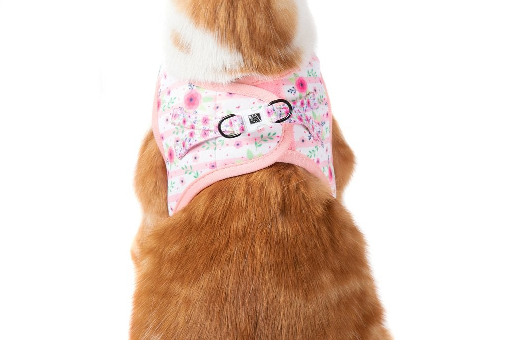 Little Kitty Cat Harness Fancy Florals - Premium Kattentuig > kattenharnas from Little Kitty - Just €19.99! Shop now at Frenkiezdogshop