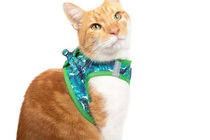 Little Kitty Cat Harness Vacay Palms - Premium Kattentuig > kattenharnas from Little Kitty - Just €19.99! Shop now at Frenkiezdogshop