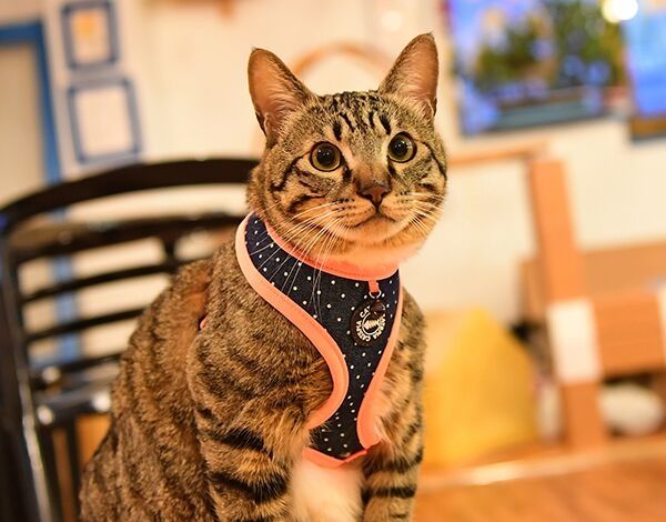 Catspia Cora Harness model A Orange ( LARGE ) - Premium Kattentuig > kattenharnas from Catspia - Just €19.99! Shop now at Frenkiezdogshop