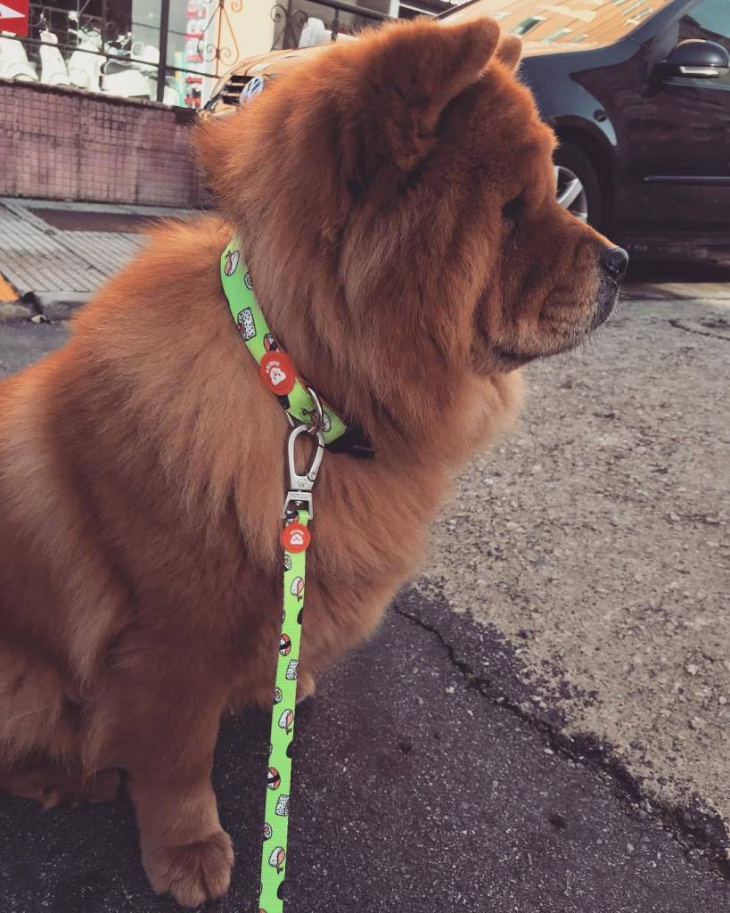 Dukier halsband collar Sushi - Premium halsband > hondenhalsband from Dukier - Just €14.99! Shop now at Frenkiezdogshop