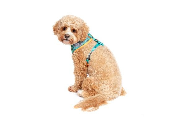 Big & Little Dogs Classic Harness Game Over  XLARGE - Premium hondentuig > honden harnas from Big and Little Dogs - Just €20.99! Shop now at Frenkiezdogshop