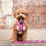 Big & Little Dogs Classic Harness Slushies ( XS, XL & XXL ) - Premium hondentuig > honden harnas from Big and Little Dogs - Just €21.99! Shop now at Frenkiezdogshop