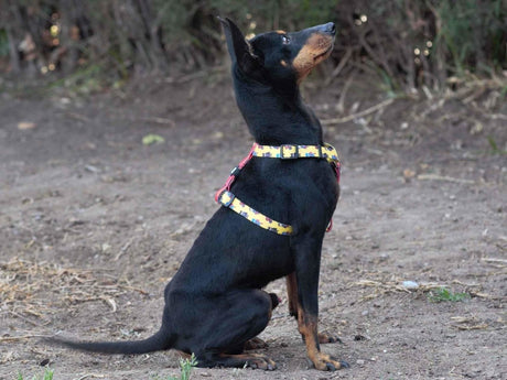 Dukier Classic Harness Superdog hondentuig > honden harnas > overige modellen Medium