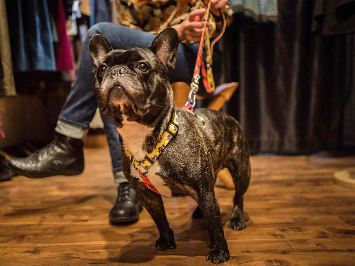 Dukier Classic Harness Superdog - Premium hondentuig > honden harnas from Dukier - Just €20.99! Shop now at Frenkiezdogshop