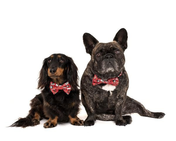 Big and Little Dogs Halsband Need For Speed ( XSMALL & MEDIUM ) - Premium halsband > hondenhalsband from Big and Little Dogs - Just €15.99! Shop now at Frenkiezdogshop