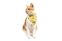 Little Kitty Cat Bandana Bee-Hiving - Premium Kattenkleding > bandana from Little Kitty - Just €8.99! Shop now at Frenkiezdogshop