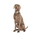 Big and Little Dogs Halsband Rubber Ducky ( SMALL ) - Premium halsband > hondenhalsband from Big and Little Dogs - Just €15.99! Shop now at Frenkiezdogshop