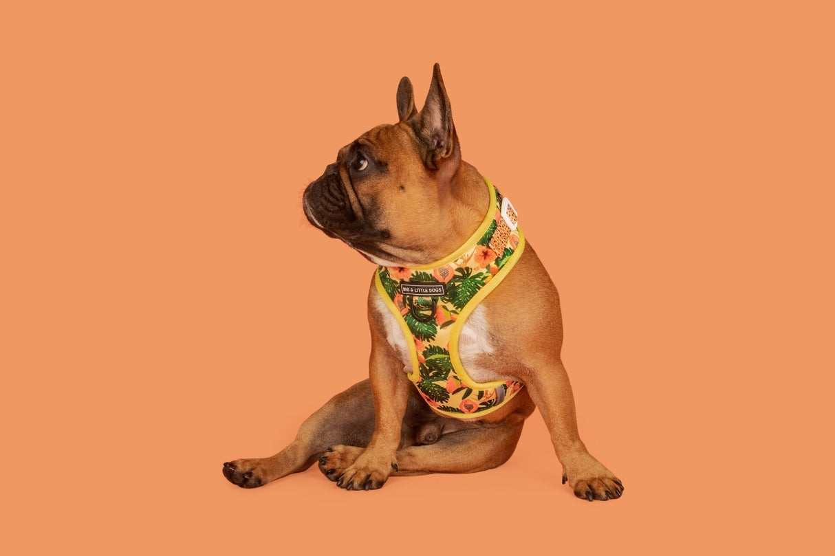 Big and Little Dogs Adjustable Dog Harness Paw Paw Pawesome - Premium hondentuig > honden harnas from Big and Little Dogs - Just €22.99! Shop now at Frenkiezdogshop