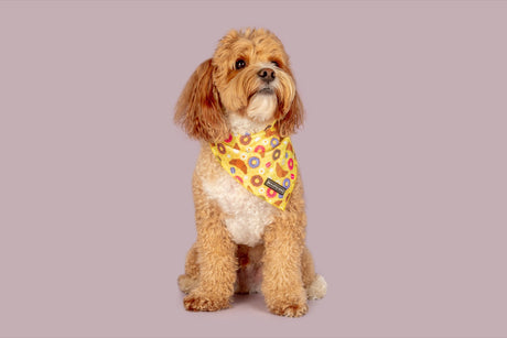 Big  and Little dogs Bandana Pastries In Paris - Premium Bandana > Hondenbandana from Big and Little Dogs - Just €9.99! Shop now at Frenkiezdogshop