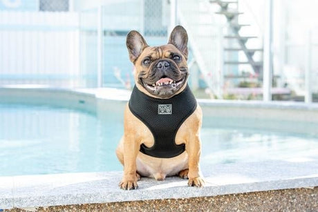 Big and Little Dogs Classic Harness Black ( XS, M & XXL ) hondentuig > honden harnas > model A X - Small