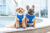 Big and Little Dogs Classic Harness Cobalt Blue - Premium hondentuig > honden harnas from Big and Little Dogs - Just €13.99! Shop now at Frenkiezdogshop