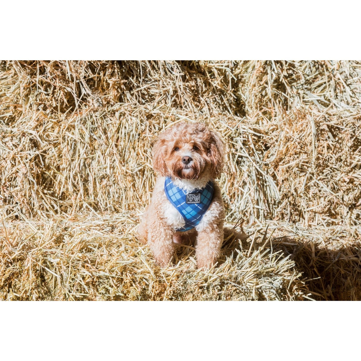 Big & Little Dogs Classic Harness His Plaid ( LARGE ) - Premium hondentuig > honden harnas from Big and Little Dogs - Just €17.99! Shop now at Frenkiezdogshop