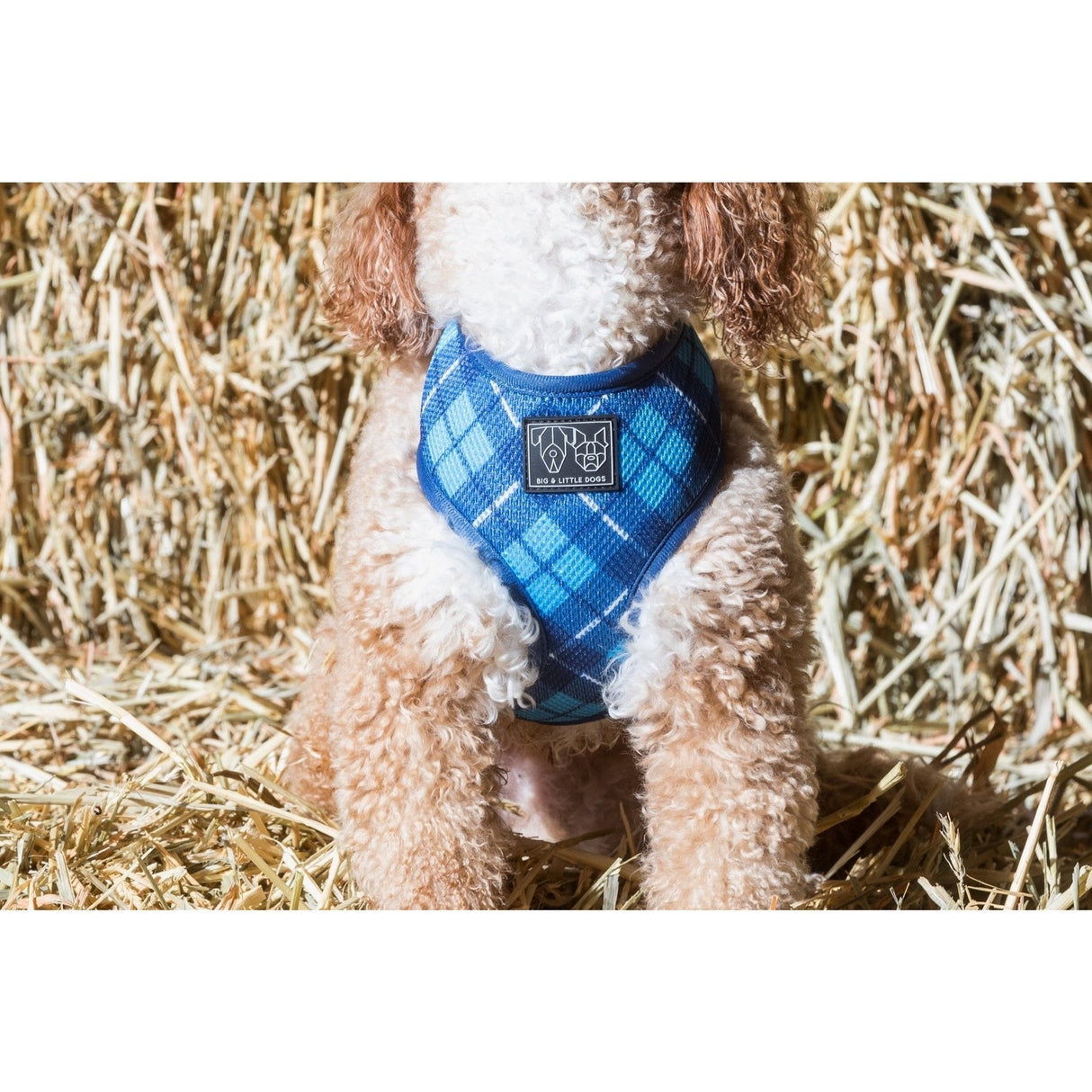 Big & Little Dogs Classic Harness His Plaid ( LARGE ) - Premium hondentuig > honden harnas from Big and Little Dogs - Just €17.99! Shop now at Frenkiezdogshop