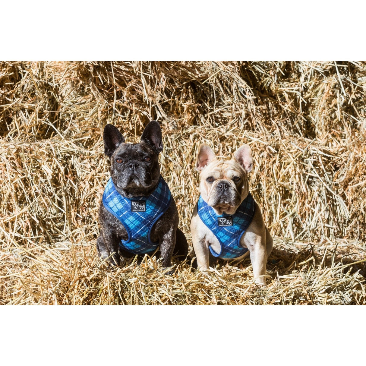 Big & Little Dogs Classic Harness His Plaid ( LARGE ) - Premium hondentuig > honden harnas from Big and Little Dogs - Just €17.99! Shop now at Frenkiezdogshop