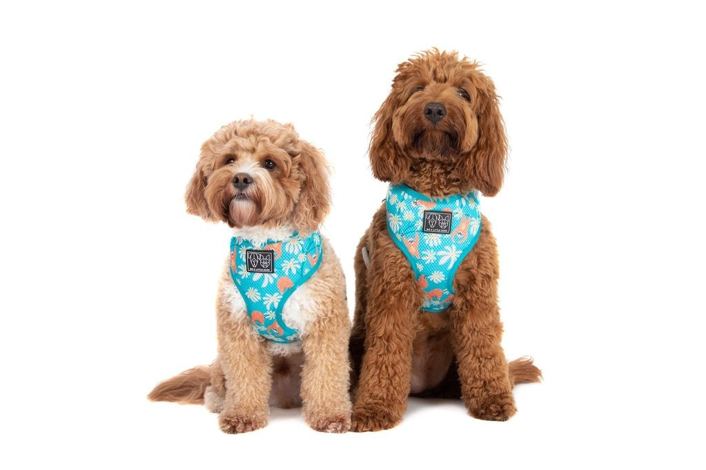 Big & Little Dogs Classic Harness Slotin' Around - Premium hondentuig > honden harnas from Big and Little Dogs - Just €19.99! Shop now at Frenkiezdogshop