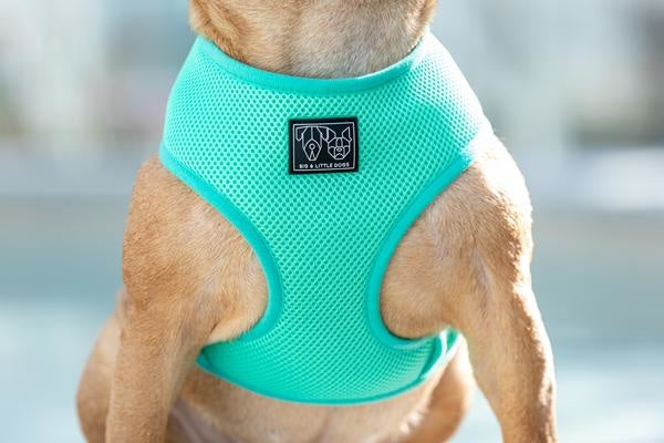 Big and Little Dogs Classic Harness Teal ( MEDIUM ) - Premium hondentuig > honden harnas from Big and Little Dogs - Just €17.99! Shop now at Frenkiezdogshop