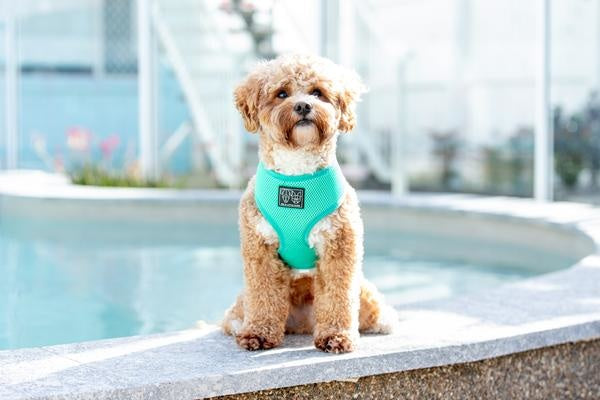 Big and Little Dogs Classic Harness Teal ( MEDIUM ) - Premium hondentuig > honden harnas from Big and Little Dogs - Just €17.99! Shop now at Frenkiezdogshop