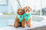 Big and Little Dogs Classic Harness Teal ( MEDIUM ) - Premium hondentuig > honden harnas from Big and Little Dogs - Just €17.99! Shop now at Frenkiezdogshop