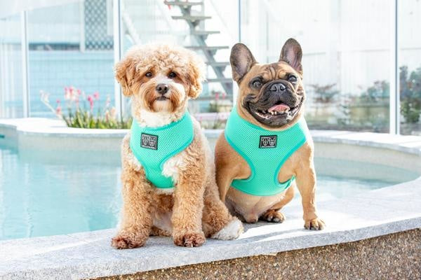 Big and Little Dogs Classic Harness Teal ( MEDIUM ) - Premium hondentuig > honden harnas from Big and Little Dogs - Just €17.99! Shop now at Frenkiezdogshop