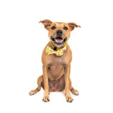 Big and Little Dogs Halsband Bee Hiving - Premium halsband > hondenhalsband from Big and Little Dogs - Just €16.99! Shop now at Frenkiezdogshop