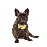 Big and Little Dogs Halsband Bee Hiving - Premium halsband > hondenhalsband from Big and Little Dogs - Just €16.99! Shop now at Frenkiezdogshop