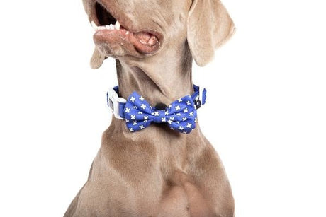 Big and Little Dogs Halsband Blue X's halsband > hondenhalsband X - Small