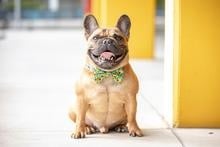 Big and Little Dogs Halsband Hello Sunshine - Premium halsband > hondenhalsband from Big and Little Dogs - Just €17.99! Shop now at Frenkiezdogshop