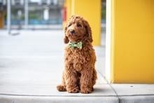 Big and Little Dogs Halsband Hello Sunshine halsband > hondenhalsband Small