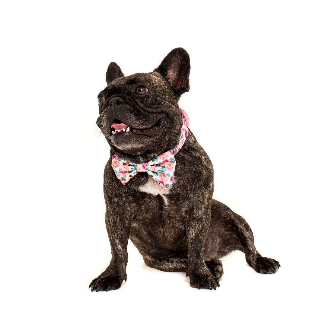 Big and Little Dogs Halsband I'm A Succa For You ( LARGE ) - Premium halsband > hondenhalsband from Big and Little Dogs - Just €17.99! Shop now at Frenkiezdogshop