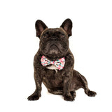 Big and Little Dogs Halsband I'm A Succa For You ( LARGE ) - Premium halsband > hondenhalsband from Big and Little Dogs - Just €17.99! Shop now at Frenkiezdogshop