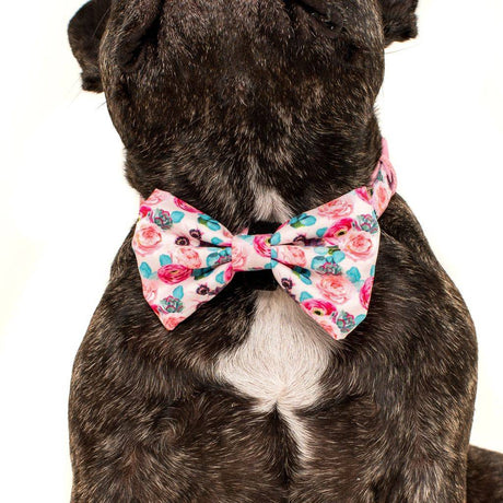 Big and Little Dogs Halsband I'm A Succa For You ( LARGE ) halsband > hondenhalsband Small