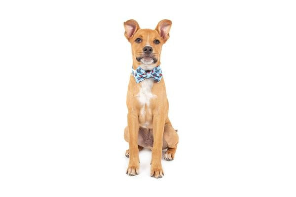 Big and Little Dogs Halsband Lights, Camera, Action - Premium halsband > hondenhalsband from Big and Little Dogs - Just €16.99! Shop now at Frenkiezdogshop