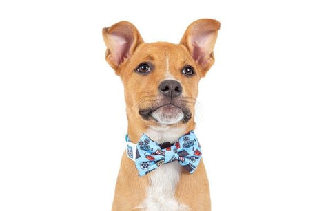 Big and Little Dogs Halsband Lights, Camera, Action halsband > hondenhalsband X - Small