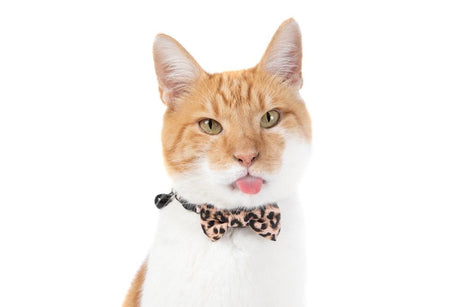 Little Kitty Cat Collar & Bow Tie Luxurious Leopard - Premium halsband > kattenhalsband from Little Kitty - Just €9.99! Shop now at Frenkiezdogshop