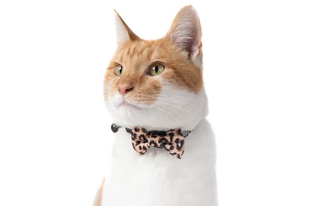 Little Kitty Cat Collar & Bow Tie Luxurious Leopard - Premium halsband > kattenhalsband from Little Kitty - Just €9.99! Shop now at Frenkiezdogshop