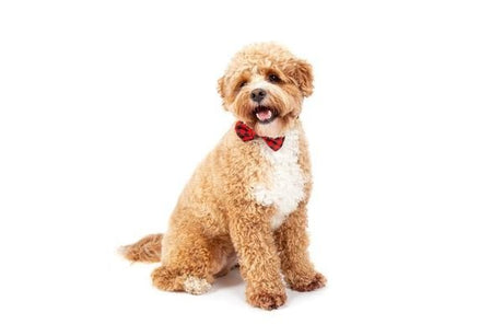 Big and Little Dogs Halsband Plaid to the Bone halsband > hondenhalsband Small