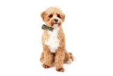 Big and Little Dogs Halsband Pupperoni Pizza - Premium halsband > hondenhalsband from Big and Little Dogs - Just €16.99! Shop now at Frenkiezdogshop