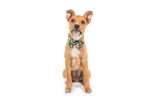 Big and Little Dogs Halsband Pupperoni Pizza - Premium halsband > hondenhalsband from Big and Little Dogs - Just €16.99! Shop now at Frenkiezdogshop