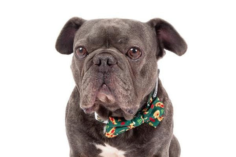 Big and Little Dogs Halsband Pupperoni Pizza halsband > hondenhalsband X - Small