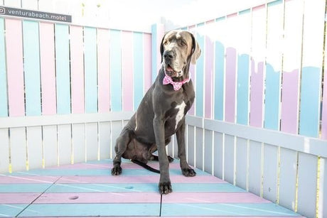 Big and Little Dogs Halsband Pink Tie Dye halsband > hondenhalsband X - Small