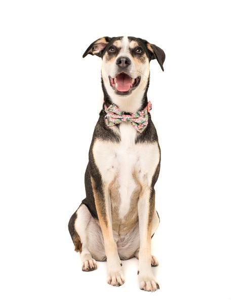 Big and Little Dogs Halsband Troppo Toucan ( SMALL) - Premium halsband > hondenhalsband from Big and Little Dogs - Just €17.99! Shop now at Frenkiezdogshop