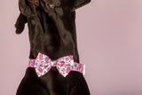 Big and Little Dogs Collar & Bow-tie Don't You Know I Love You? - Premium Hondenstrik > strik from Big and Little Dogs - Just €16.99! Shop now at Frenkiezdogshop