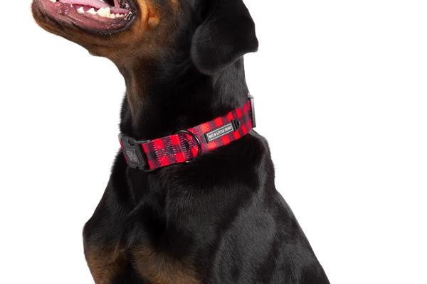 Big and Little Dogs Halsband Plaid to the Bone - Premium halsband > hondenhalsband from Big and Little Dogs - Just €17.99! Shop now at Frenkiezdogshop