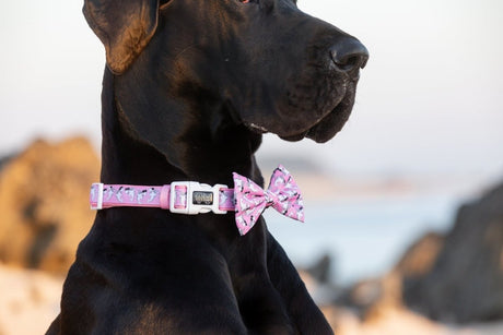 Big and Little Dogs Collar & Bow - tie Bite Me (Pink Version) halsband > hondenhalsband X - Small