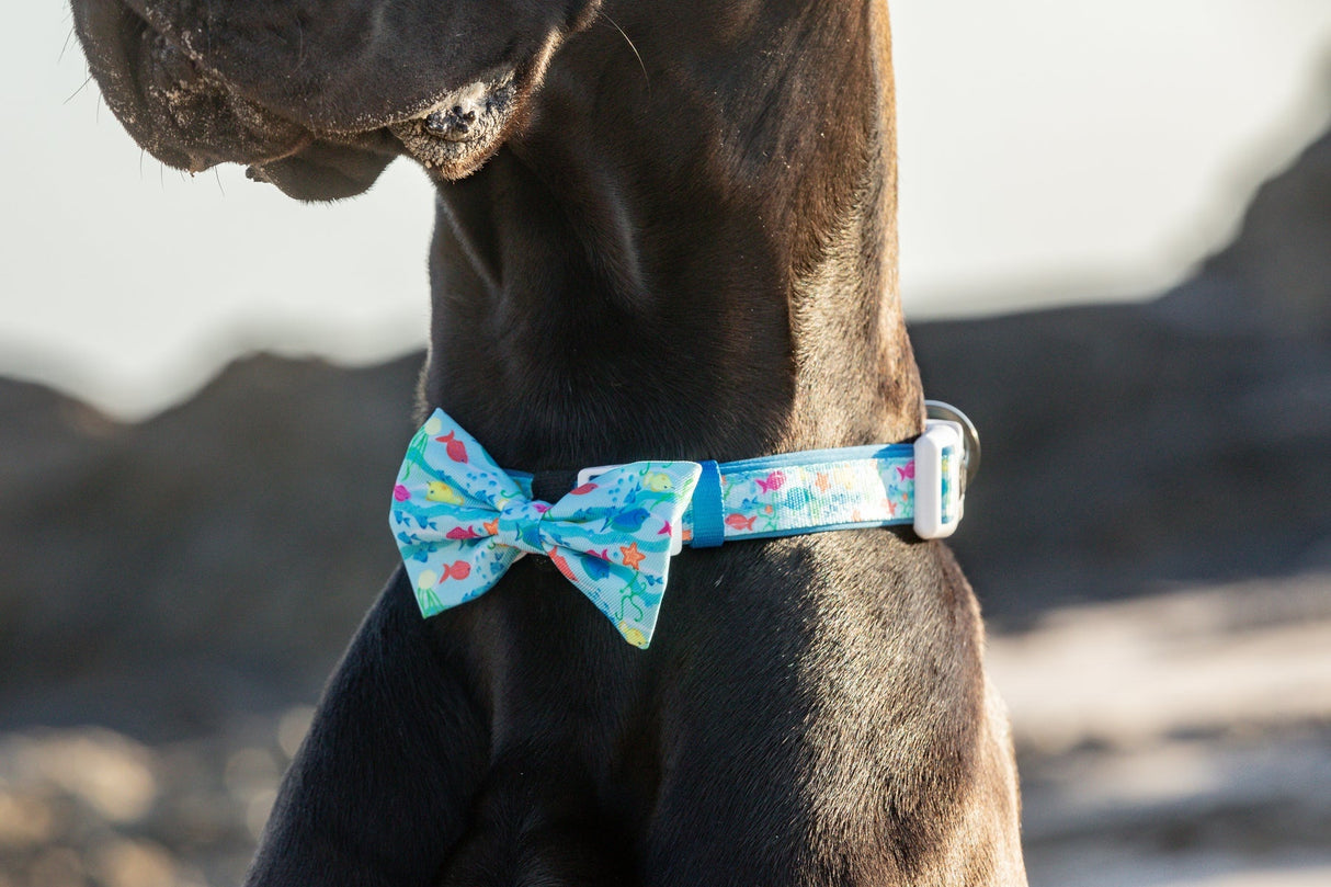 Big and Little Dogs Collar & Bow-tie You're A Catch - Premium Hondenstrik > strik from Big and Little Dogs - Just €16.99! Shop now at Frenkiezdogshop