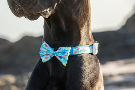 Big and Little Dogs Collar & Bow - tie You're A Catch halsband > hondenhalsband X - Small