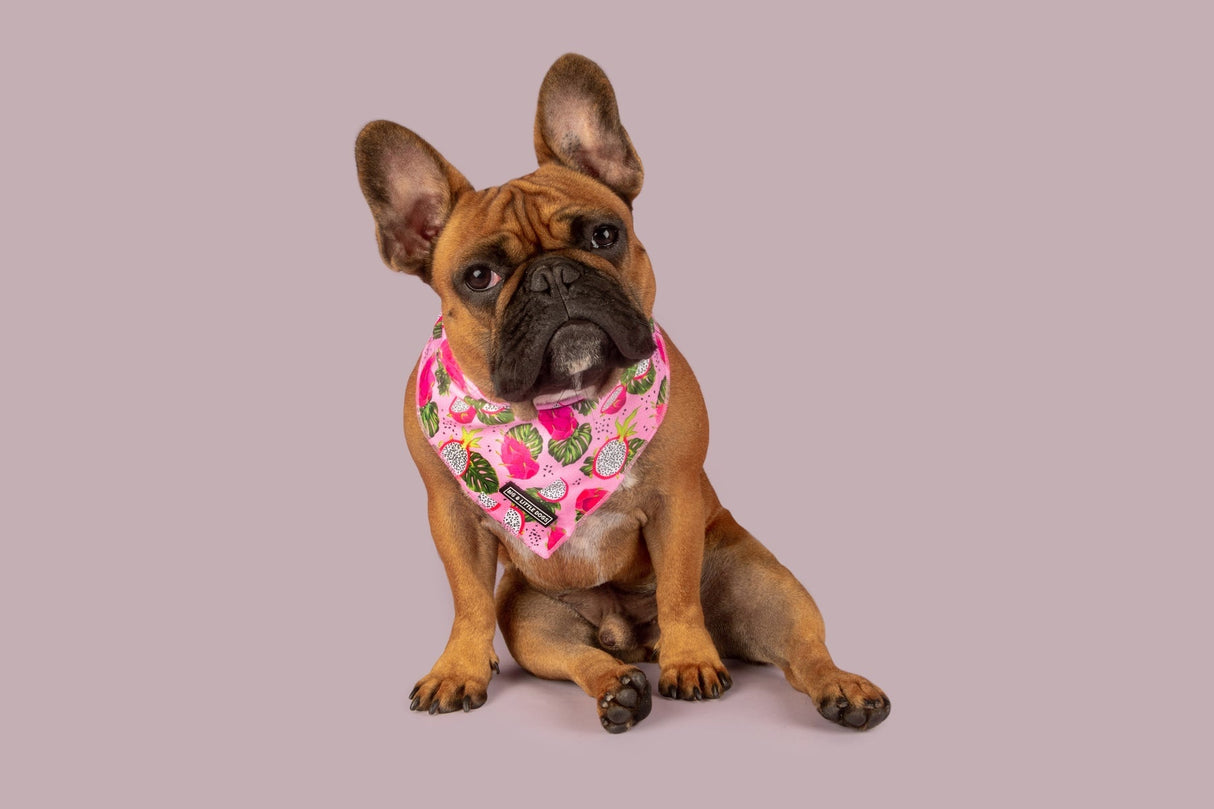 Big  and Little dogs Bandana Abso-Dragon-Fruity - Premium Bandana > Hondenbandana from Big and Little Dogs - Just €9.99! Shop now at Frenkiezdogshop